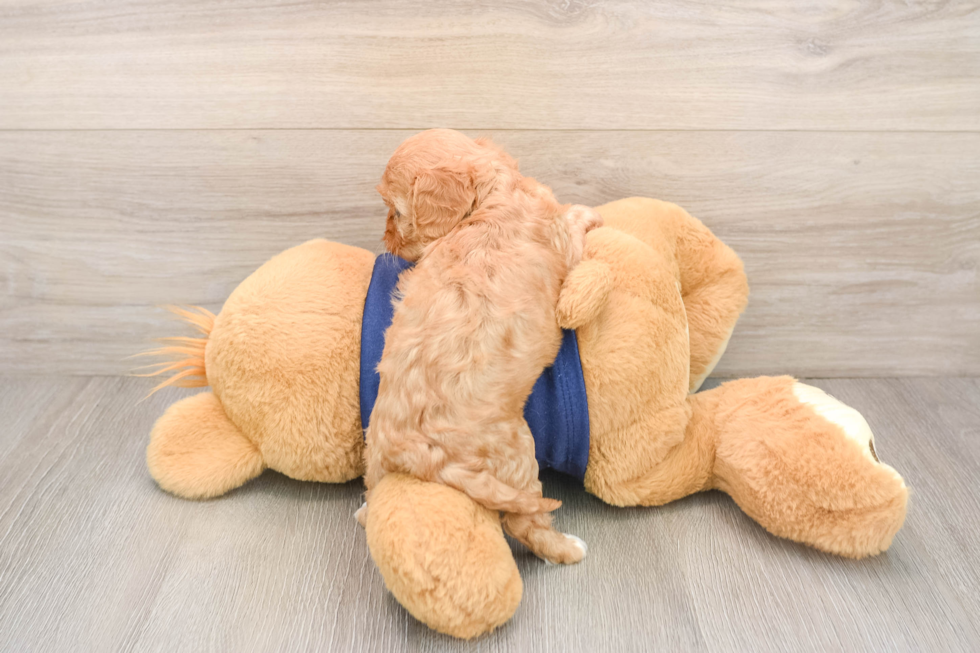 Cavapoo Puppy for Adoption