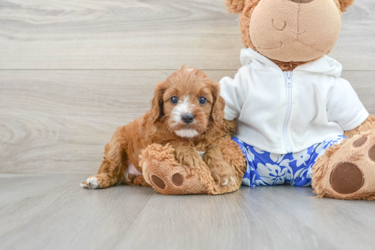 Hypoallergenic Cavadoodle Poodle Mix Puppy