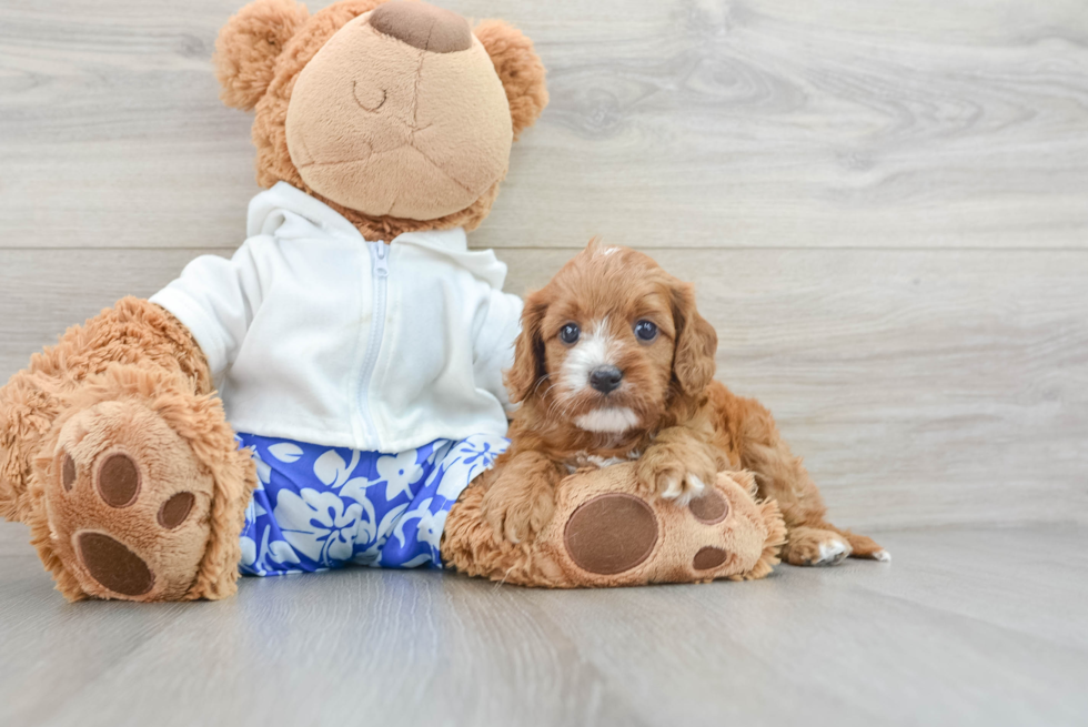 Friendly Cavapoo Baby