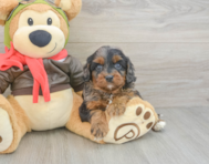 8 week old Cavapoo Puppy For Sale - Windy City Pups