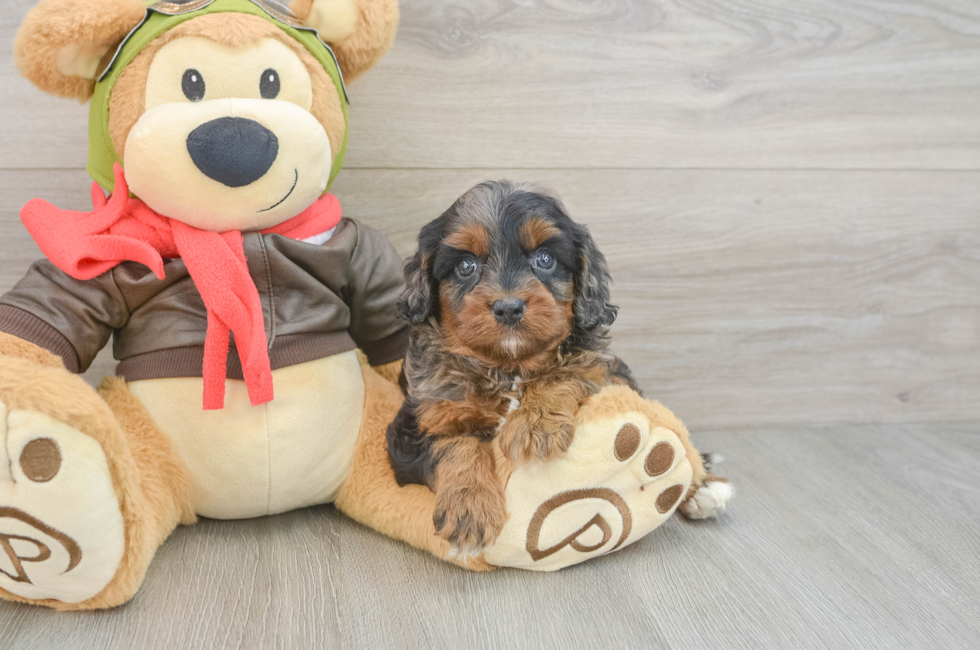 5 week old Cavapoo Puppy For Sale - Windy City Pups