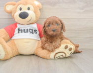 7 week old Cavapoo Puppy For Sale - Windy City Pups