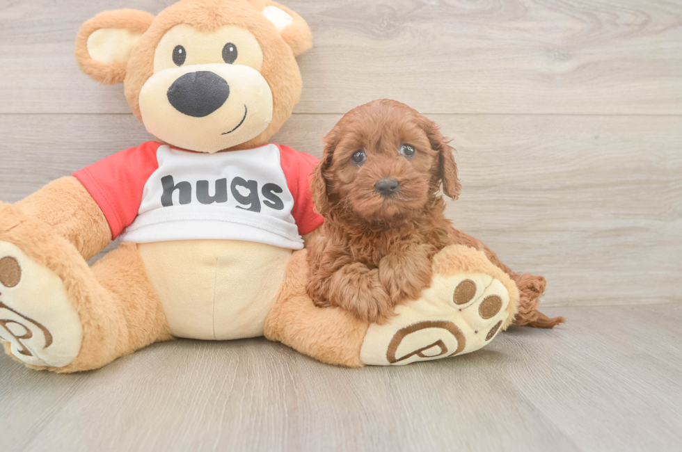 5 week old Cavapoo Puppy For Sale - Windy City Pups