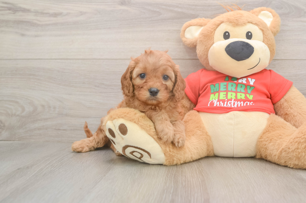 6 week old Cavapoo Puppy For Sale - Windy City Pups