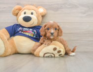 6 week old Cavapoo Puppy For Sale - Windy City Pups