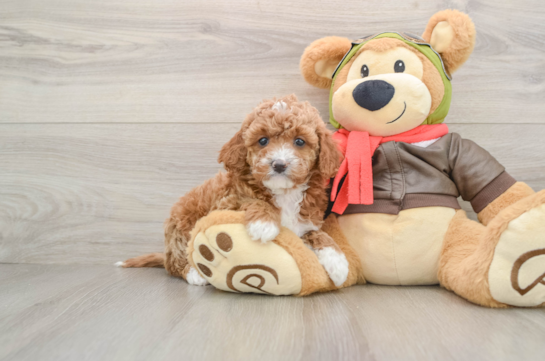 Adorable Cavalier King Charles Spaniel and Poodle Mix Poodle Mix Puppy