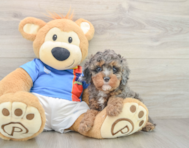 9 week old Cavapoo Puppy For Sale - Windy City Pups