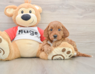 8 week old Cavapoo Puppy For Sale - Windy City Pups