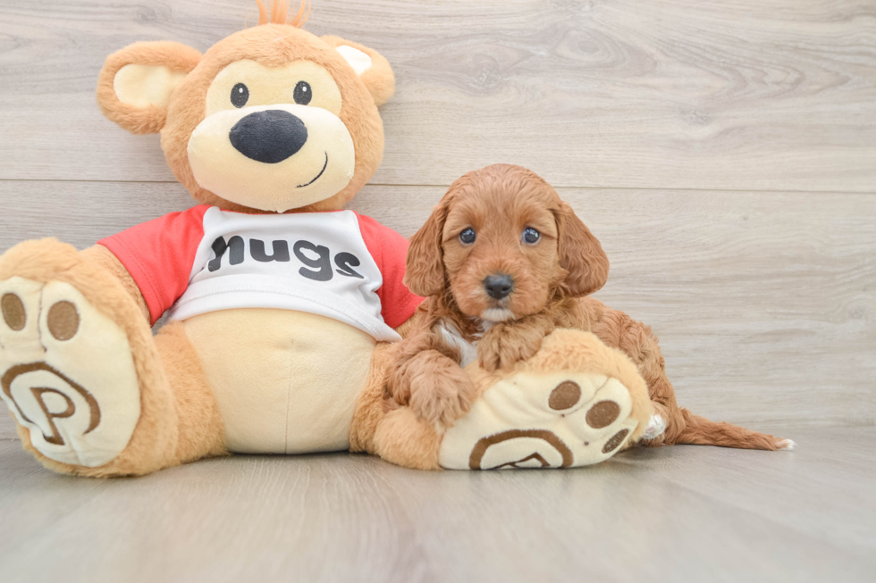 Energetic Cavoodle Poodle Mix Puppy