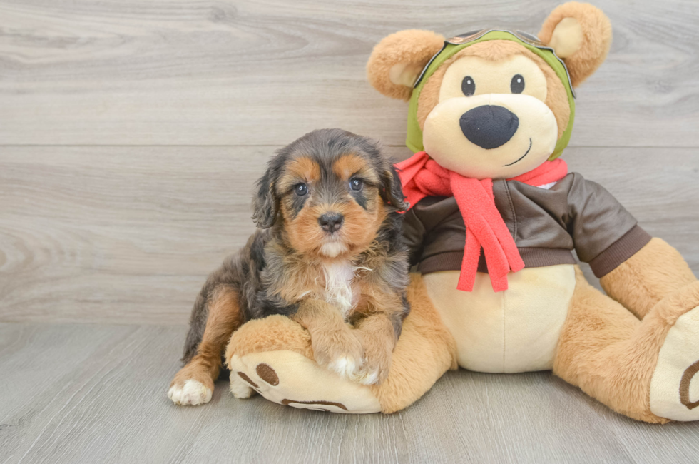 5 week old Cavapoo Puppy For Sale - Windy City Pups