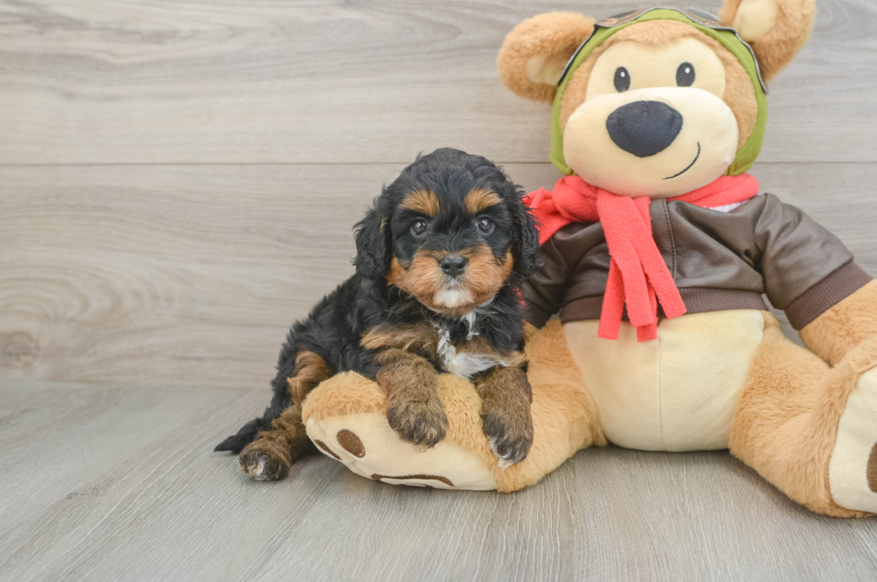 5 week old Cavapoo Puppy For Sale - Windy City Pups