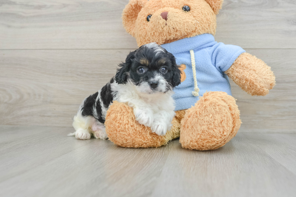 Happy Cavapoo Baby