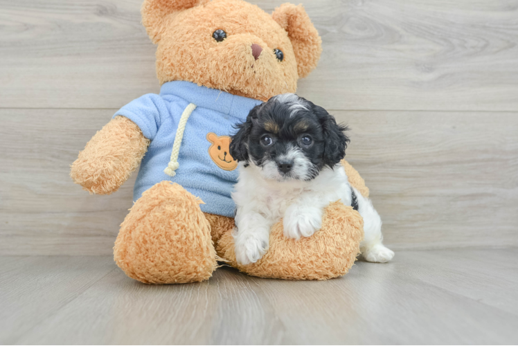 Cavapoo Pup Being Cute