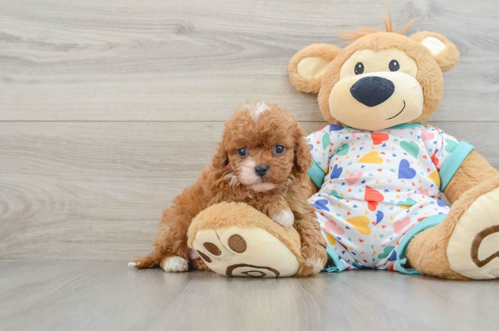 6 week old Cavapoo Puppy For Sale - Windy City Pups