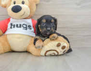 9 week old Cavapoo Puppy For Sale - Windy City Pups