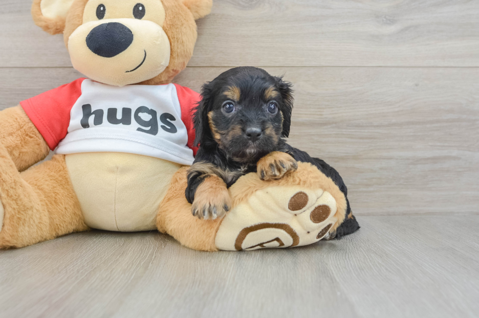 9 week old Cavapoo Puppy For Sale - Windy City Pups