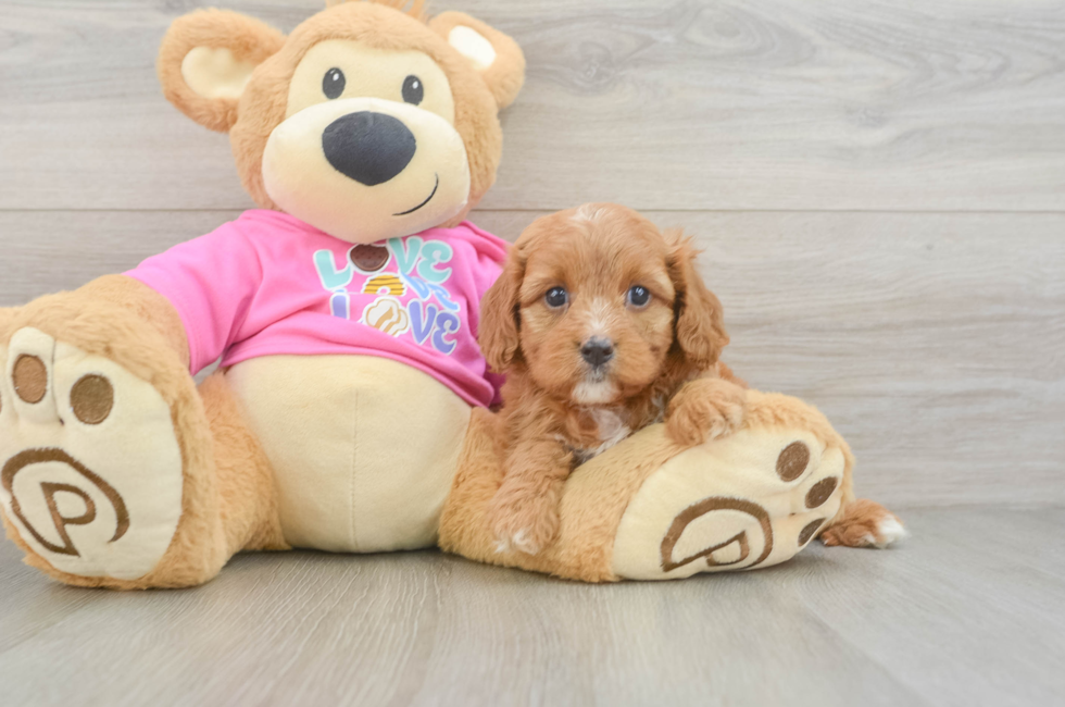 5 week old Cavapoo Puppy For Sale - Windy City Pups