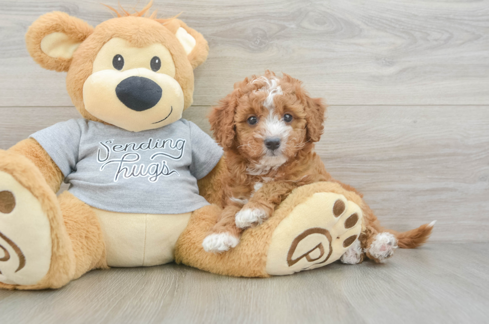 6 week old Cavapoo Puppy For Sale - Windy City Pups