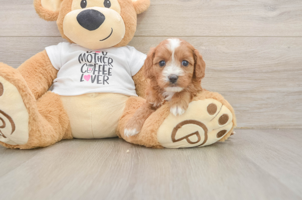 5 week old Cavapoo Puppy For Sale - Windy City Pups