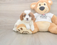 8 week old Cavapoo Puppy For Sale - Windy City Pups