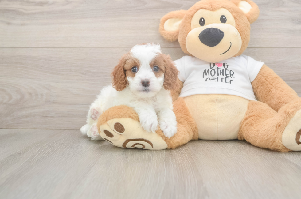 6 week old Cavapoo Puppy For Sale - Windy City Pups