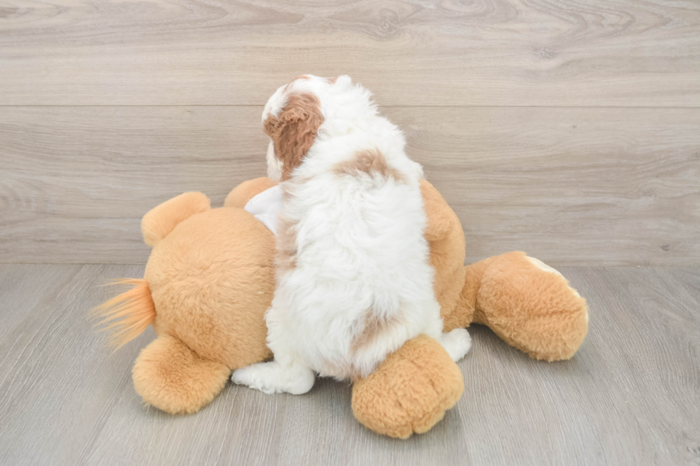 Meet Ellie - our Cavapoo Puppy Photo  3/3 - Windy City Pups Cavapoo Puppy for Adoption