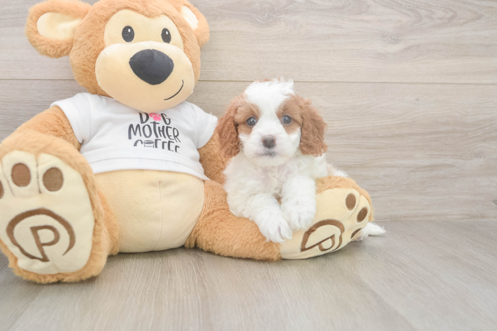 Meet Ellie - our Cavapoo Puppy Photo  2/3 - Windy City Pups Cavapoo Pup Being Cute