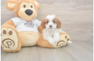 Meet Ellie - our Cavapoo Puppy Photo  2/3 - Windy City Pups Cavapoo Pup Being Cute