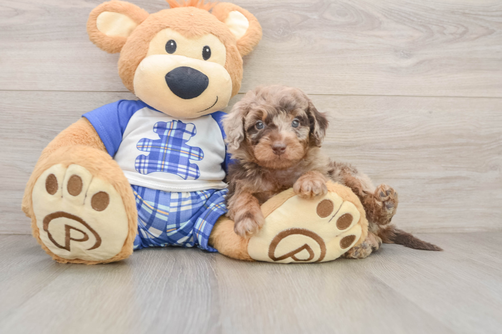 Cavapoo Puppy for Adoption