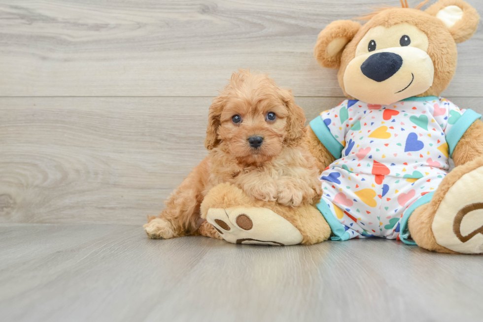 Smart Cavapoo Poodle Mix Pup