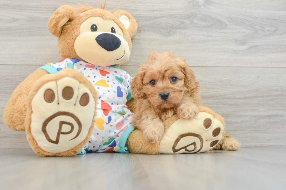 Playful Cavapoodle Poodle Mix Puppy