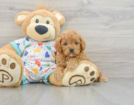 7 week old Cavapoo Puppy For Sale - Windy City Pups
