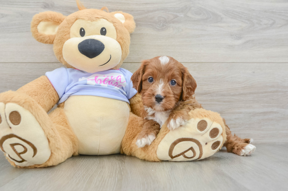 5 week old Cavapoo Puppy For Sale - Windy City Pups