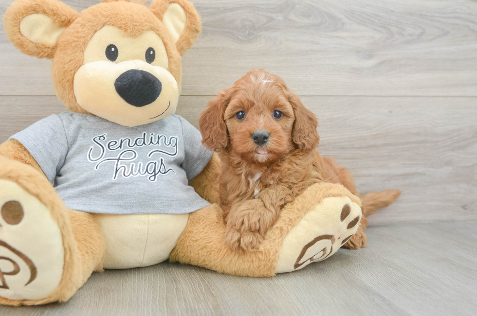 6 week old Cavapoo Puppy For Sale - Windy City Pups