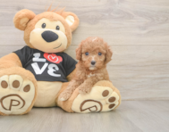 7 week old Cavapoo Puppy For Sale - Windy City Pups