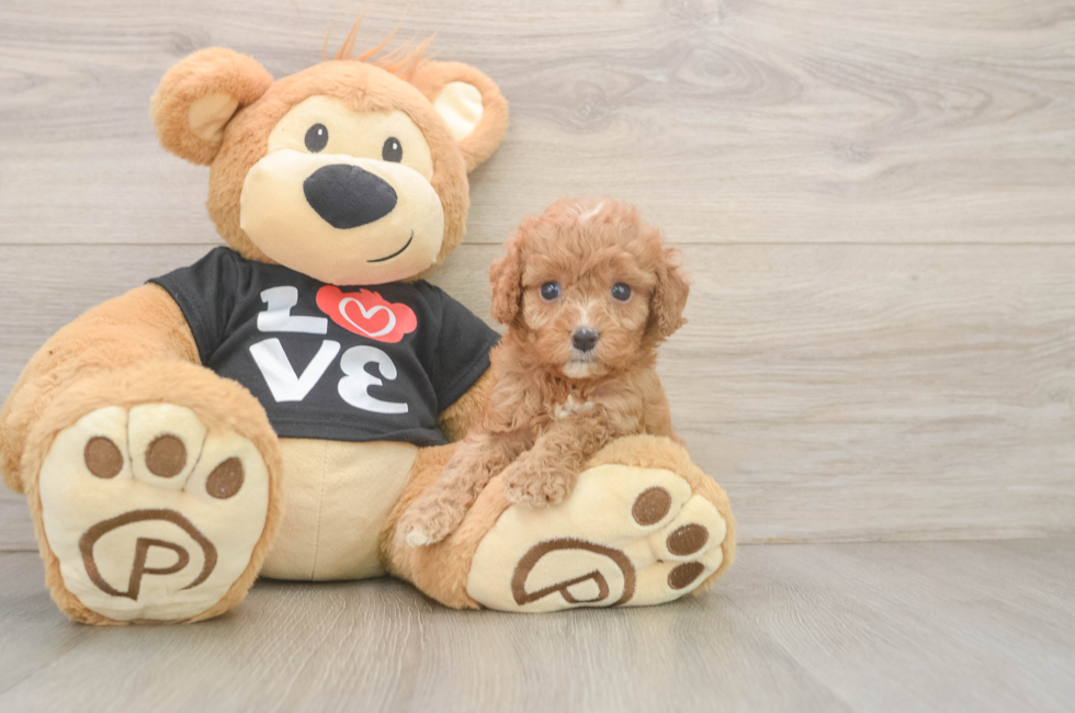 6 week old Cavapoo Puppy For Sale - Windy City Pups