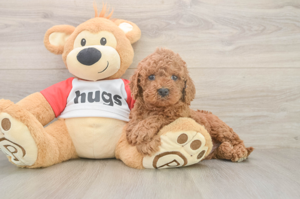 5 week old Cavapoo Puppy For Sale - Windy City Pups