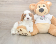 8 week old Cavapoo Puppy For Sale - Windy City Pups