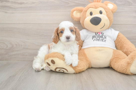 5 week old Cavapoo Puppy For Sale - Windy City Pups Best Cavapoo Baby