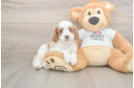 Meet Ellis - our Cavapoo Puppy Photo  1/3 - Windy City Pups Best Cavapoo Baby