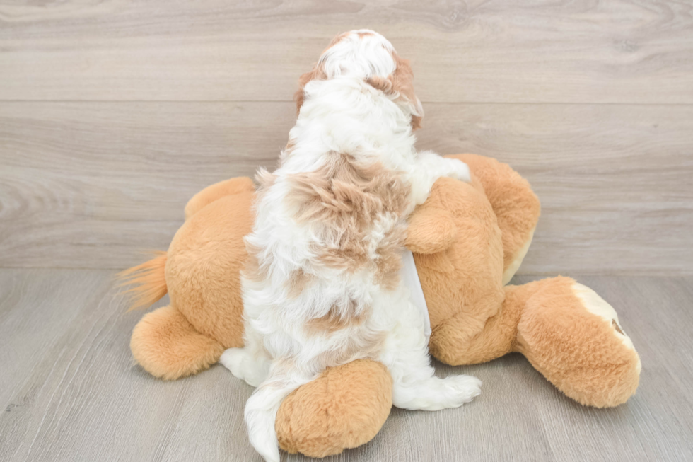 Meet Ellis - our Cavapoo Puppy Photo  3/3 - Windy City Pups Popular Cavapoo Poodle Mix Pup