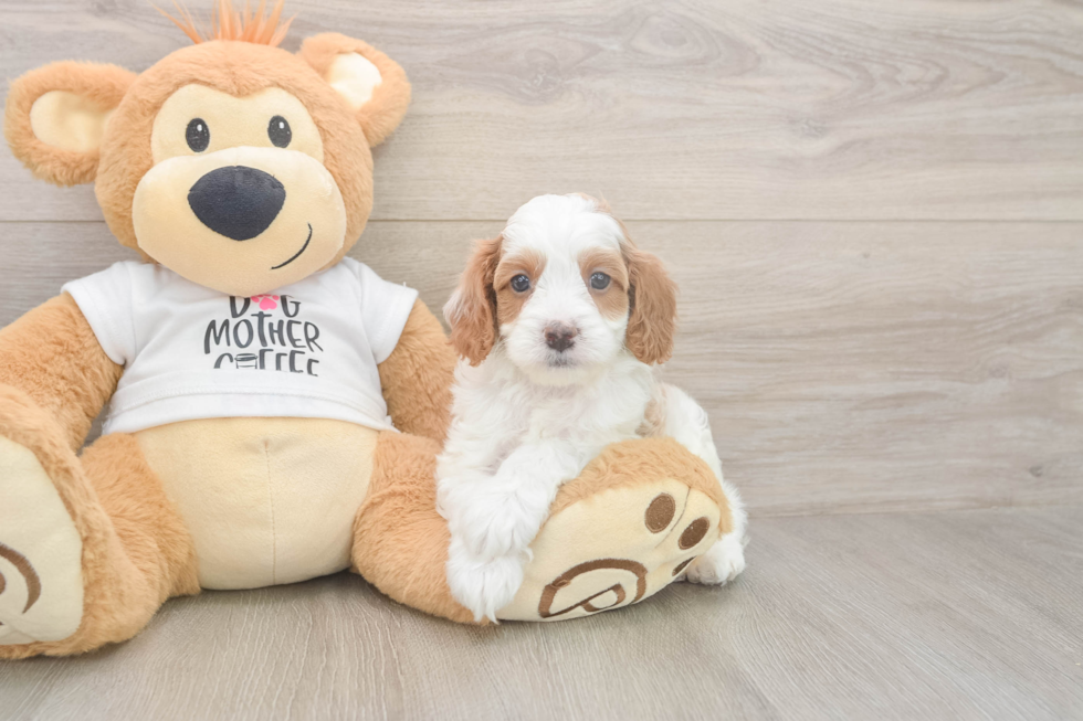 Meet Ellis - our Cavapoo Puppy Photo  2/3 - Windy City Pups Cavapoo Puppy for Adoption