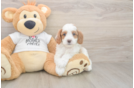 Meet Ellis - our Cavapoo Puppy Photo  2/3 - Windy City Pups Cavapoo Puppy for Adoption