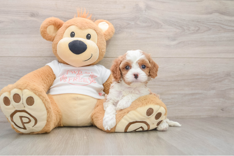 Cavapoo Puppy for Adoption