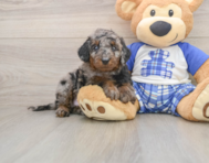 7 week old Cavapoo Puppy For Sale - Windy City Pups