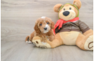 Cavapoo Puppy for Adoption