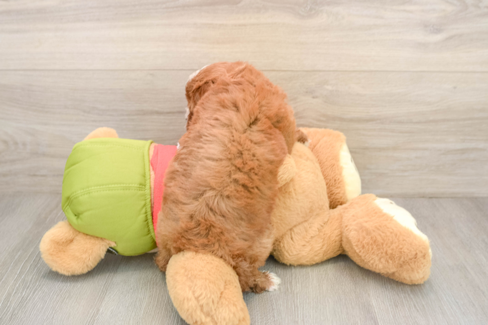 Best Cavapoo Baby