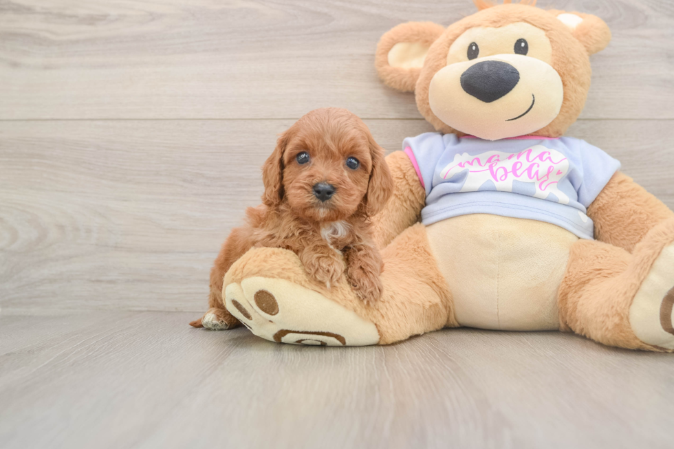 Popular Cavapoo Poodle Mix Pup