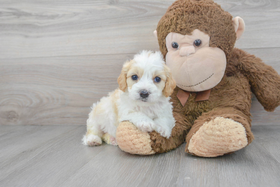 Happy Cavapoo Baby