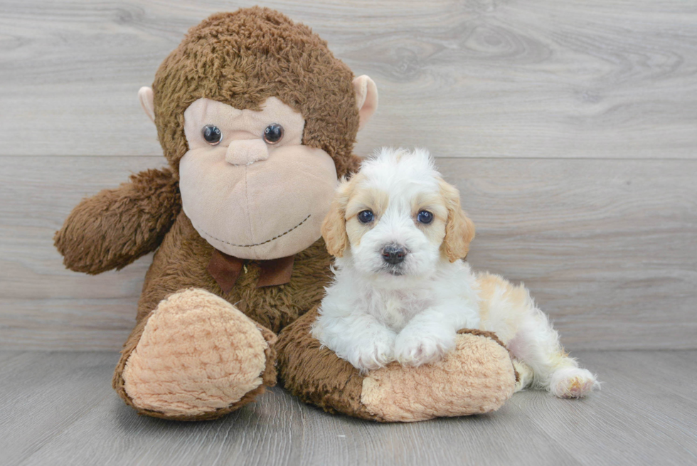 Smart Cavapoo Poodle Mix Pup